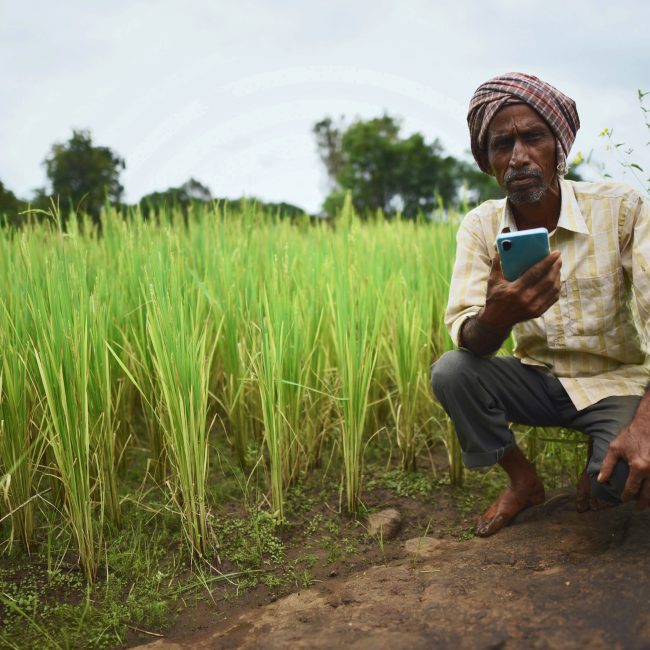 Farmer using smart phone in paddy fields