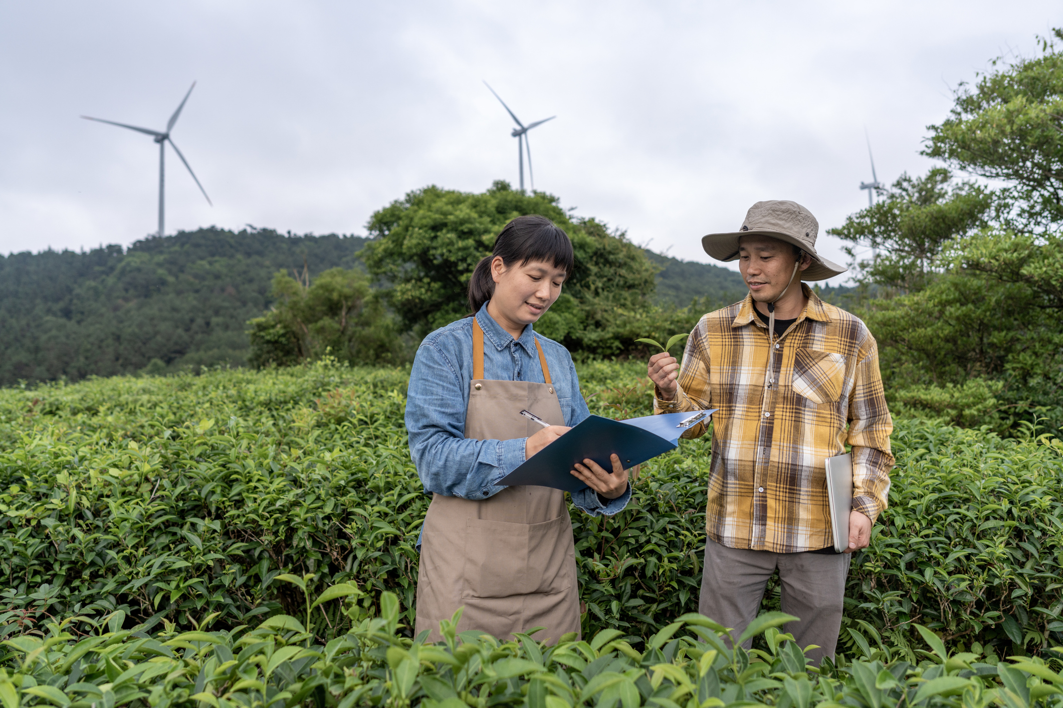 Two male and female farmers discussing work in a tea plantation